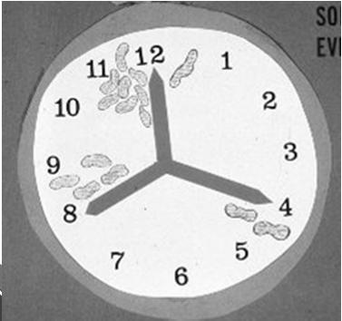 Bacteria Reproduction Some can divide every 20 minutes After 1 hour there are 8 bacteria After 6 hours, there are?