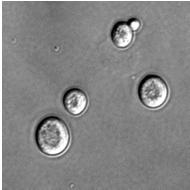 round or oval shape Examples: Saccharomyces