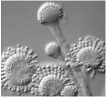 fungi family Multi cellular