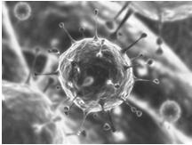 Viruses Smaller than bacterial cells