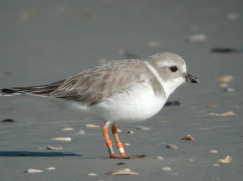 Additional Focal Species Piping Plover (PIPL) (Charadrius melodus) The Piping Plover is federally listed as 3 separate subpopulations Birds from all