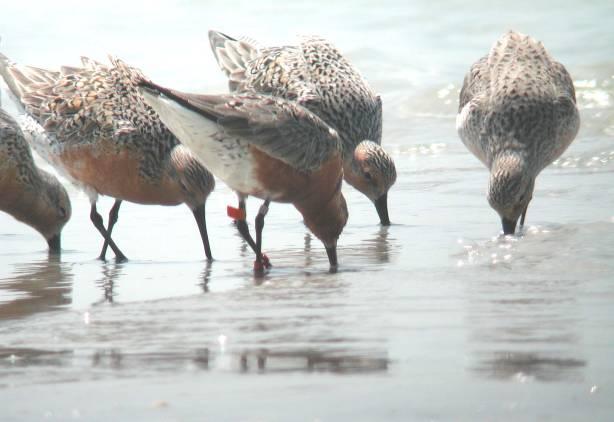 Red Knot (REKN) (Calidris canutus) Red Knots have declined dramatically during the past decade rufa Red Knot may be Federally listed in the near future