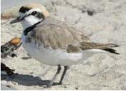 Focal Species - Snowy Plover (SNPL) Charadrius nivosus A beach-nesting and wintering species found year-round in FL Status State Threatened Species - FL Fish and Wildlife Conservation Commission