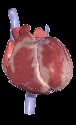 Animal Organ A heart The Heart is an animal organ and pumps blood. It has 4 types of tissue, 1.