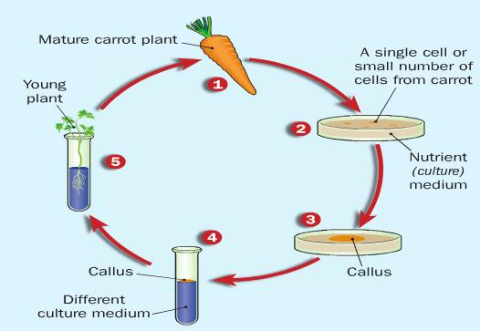 Plant Breeding Applications of tissue culture Micropropagation is the growth of large numbers of plants from very small pieces of tissue or cells. 1. The cells are taken from the carrot. 2.