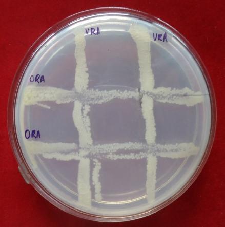 Compatibility between fungi and bacteria Growth characters of fungal and bacterial endophytes in liquid media were observed visually at second and seventh day of inoculation and the results are