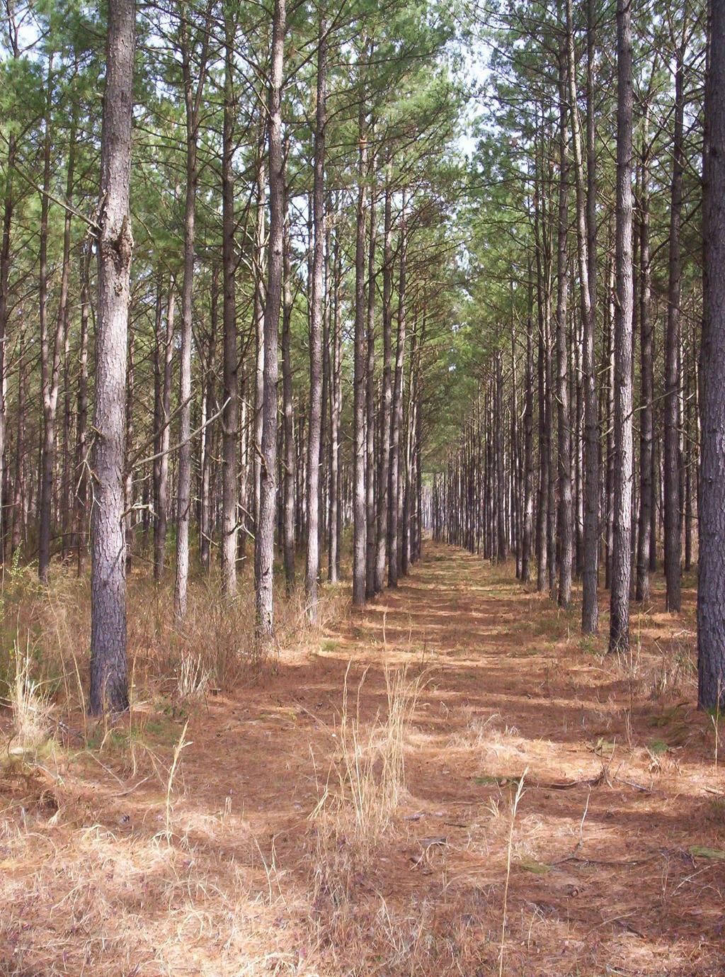 Forestry in Georgia: Industry and Resources Georgia s