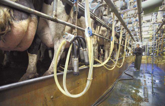 There are a number of different types of milking parlour.