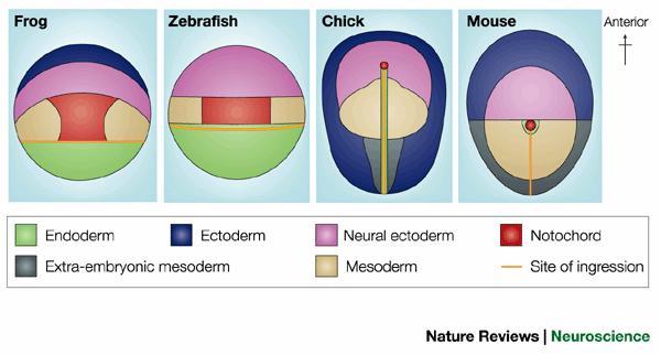 Fate Maps interspecific Nature Reviews Neuroscience 2, 763 771 (2001); doi:10.