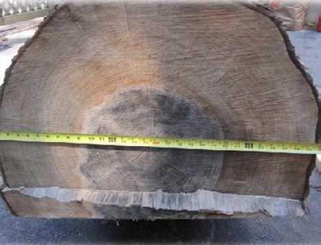 By using the chain saw, two huge chunks of the maple tree trunk were claimed from the fallen giant.
