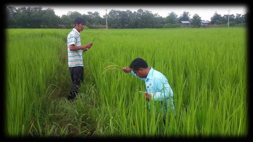 IPM Farming management as organic standard Pest management training and setting
