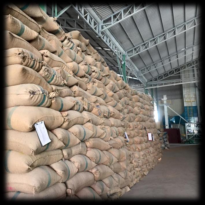 WAREHOUSE AND STORAGE OF ORGANIC RICE Organic paddy is stored
