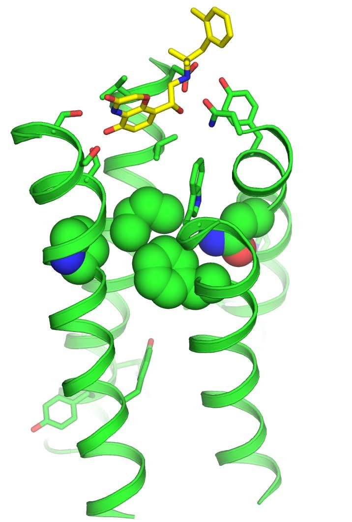 Extracellular TM5 TM3 TM3 TM7 TM7 β 2 AR-Inactive β 2 AR-Active 2Å Weak coupling between ligand binding and G protein coupling domains Pro Pro 211