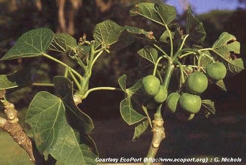 What about novel crops (ie, cold pressed oil from jatropha)?