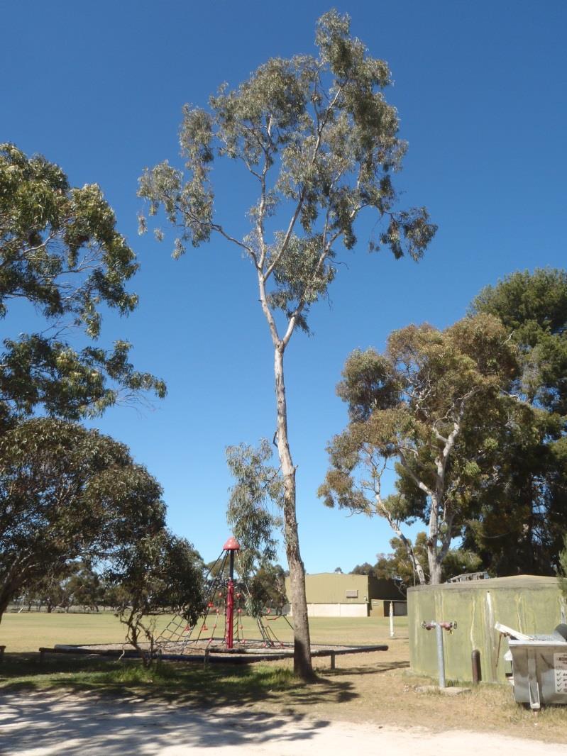 Tree : 6 Location: Next to the spider man gym / sand pit. Name/Botanical: Eucalyptus fasciculosa Common: Pink gum or hill gum. Current Condition: Poor.