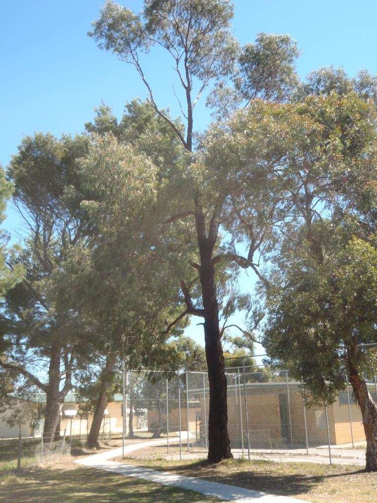 Tree : 8 Location: Next to the Cricket nets. Name/Botanical: Eucalyptus sideroxylon. Common: Iron bark. Current Condition: Good health.