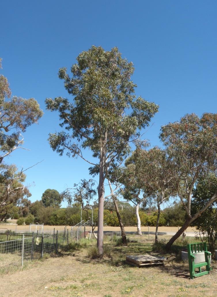 Tree : 12. Location: Sheep yards. Name/Botanical: Corymbia maculata Common: Spotted gum. Current Condition: Good health.