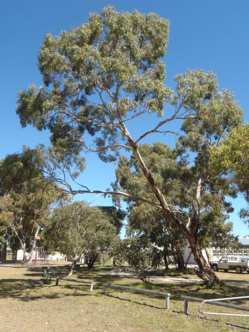 Tree : 16 Location: Turn around area next to the oval entrance. Name/Botanical: Eucalyptus ssp. Common: Gum tree. Current Condition: Poor.