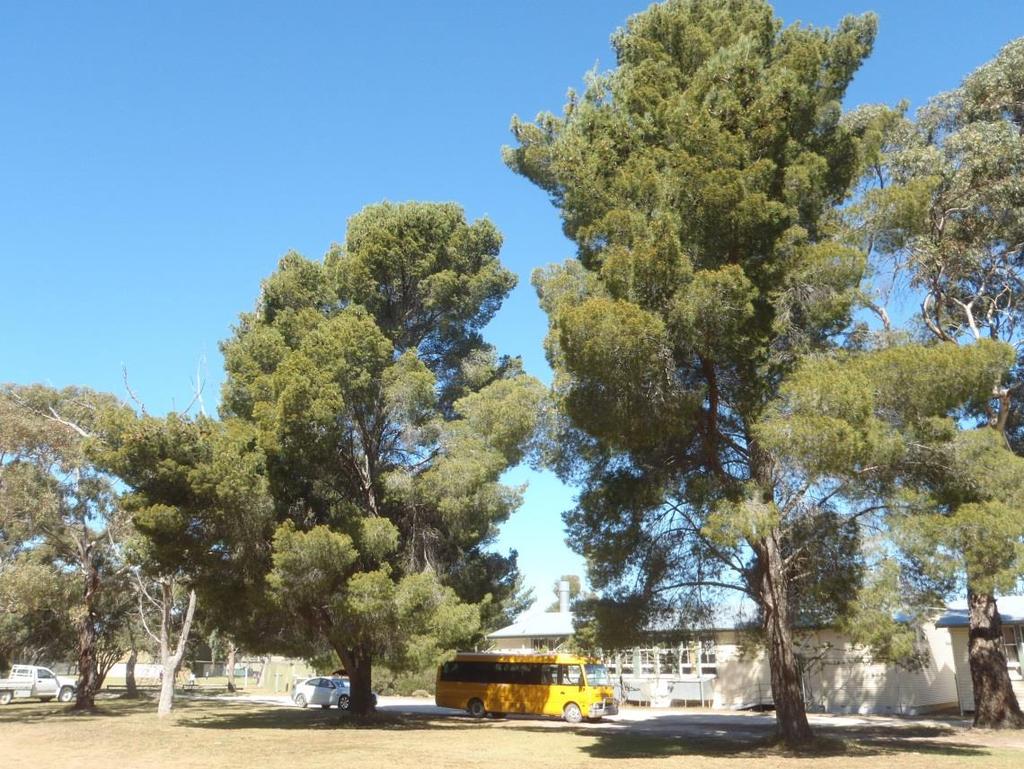 Tree : 19 & 20 Location: Behind buildings 14 & 15. Name/Botanical: Pinus halepensis Common: Aleppo pine Current Condition: Good. Visible symptoms: Nill Life span: 5 yrs + Risk rating: Low.