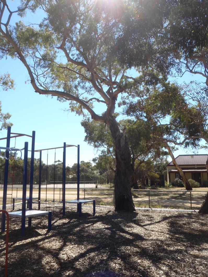Tree : 24 Location: Playground area. Name/Botanical: Eucalyptus ssp. Common: Gum tree.