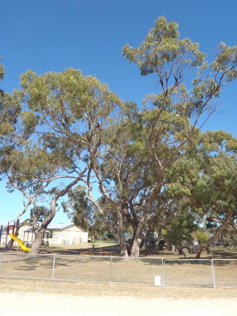 Tree : 25 Location: Grass area playground area. Name/Botanical: Eucalyptus ssp. Common: Gum tree.