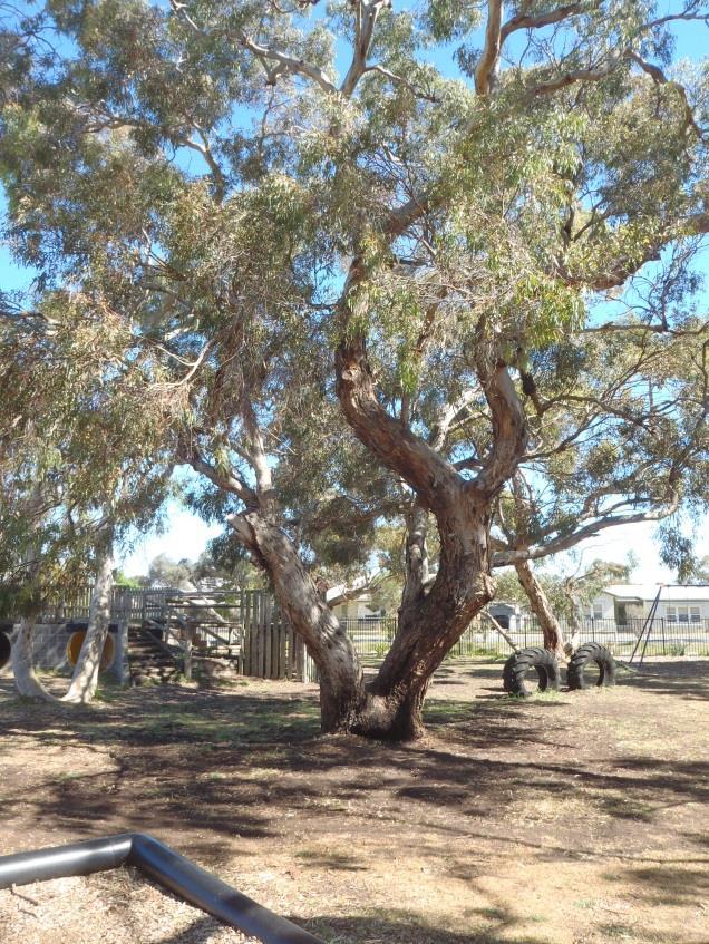 Tree : 27 Location: Centre of play area Name/Botanical: Eucalyptus leucoxylon ssp Common: S.A blue gum. Current Condition: Poor condition.