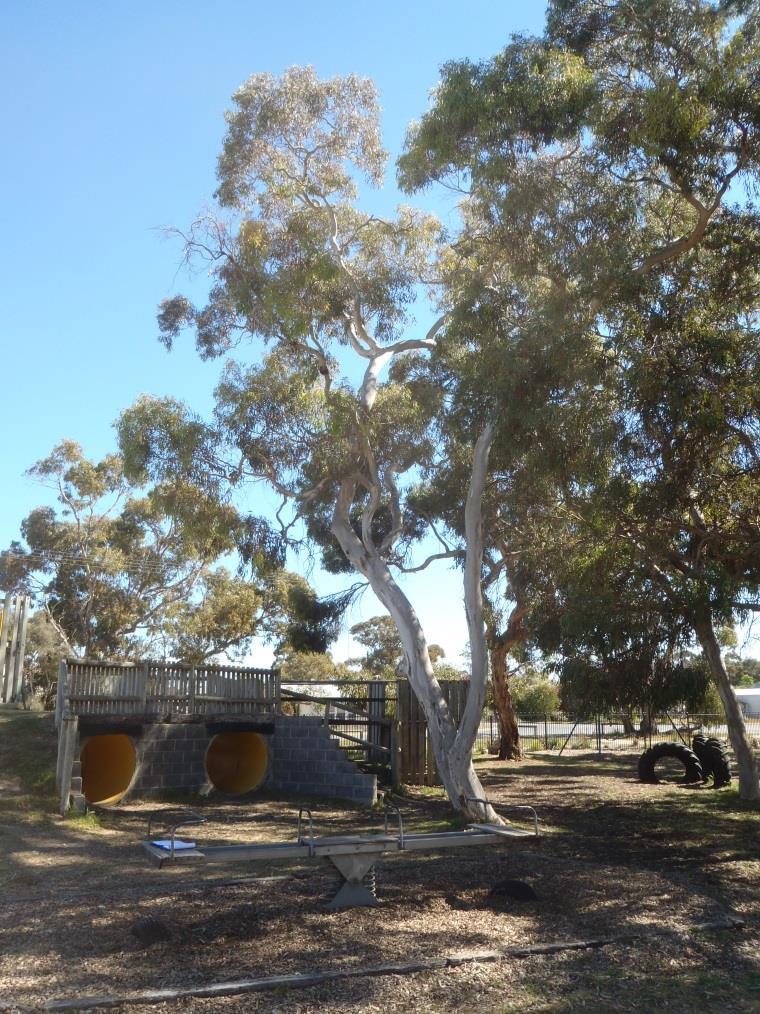 Tree : 28. Location: In the playground next to the tunnels. Name/Botanical: Eucalyptus ssp. Common: S.A gum. Current Condition: Average but is showing signs of stress. Visible symptoms: Pale foliage.