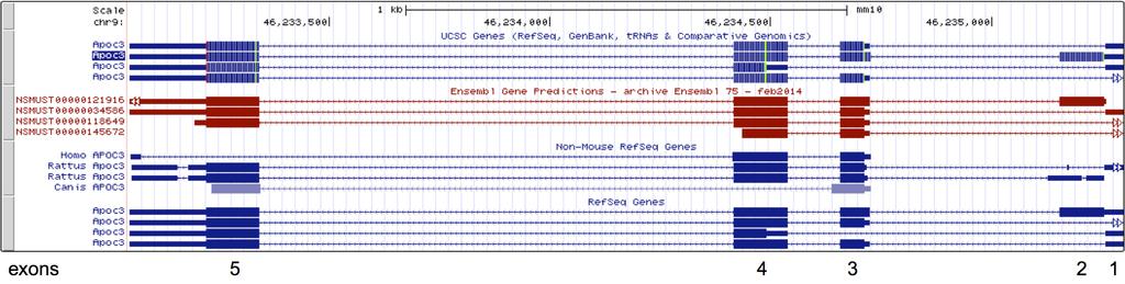 Apoc3 exon/intron structure In this case, the first eight rows and the last four rows show different annotated transcripts of the mouse Apoc3 gene.