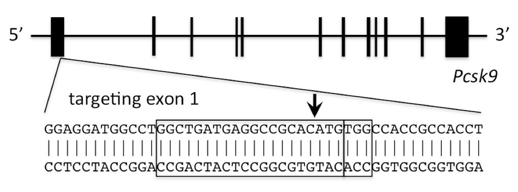 ) Below is the target sequence for the CRISPR guide RNA (protospacer + PAM) aligned to the gene (which is portrayed as being transcribed in the forward direction).