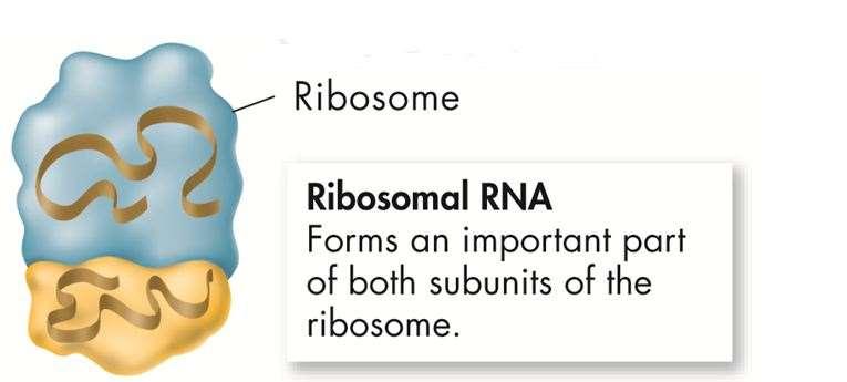 Ribosomal RNA (rrna) Protein synthesis occurs on ribosomes, which are made up of two subunits.