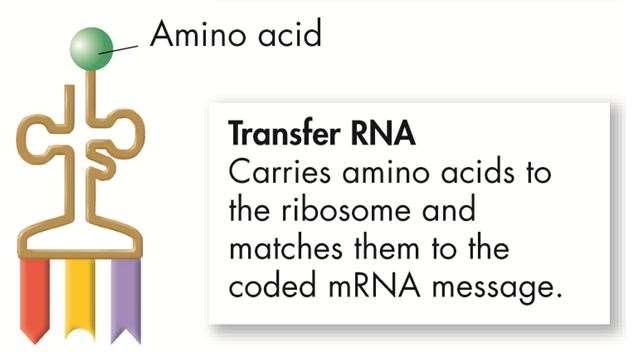 Transfer RNA (trna) During protein synthesis, transfer RNA