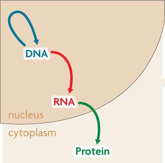 RNA carries DNA s instructions.