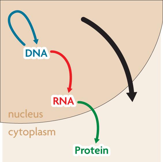The central dogma includes three processes.