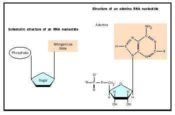 RNA has uracil instead of thymine. (DNA has thymine) 3.