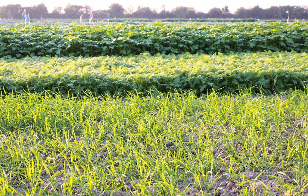 Green Manure Blends SAATEN UNION are the market leaders in Europe for catch and cover crops and a leading specialist in biological control of nematodes and soil borne diseases.