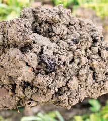 as Rhizoctonia, beet cyst nematode, root lesion nematode etc Prevent the build-up of diseases such as Take All and Club Root Water management Reduce soil moisture loss Water holding capacity can be