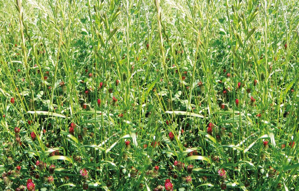 NITROGEN Viterra Mixes Rapid establishment, very competitive Nitrogen fixing Versatile mixture multiple uses Green Manure Blends Overview A versatile mixture which can provide over winter cover for