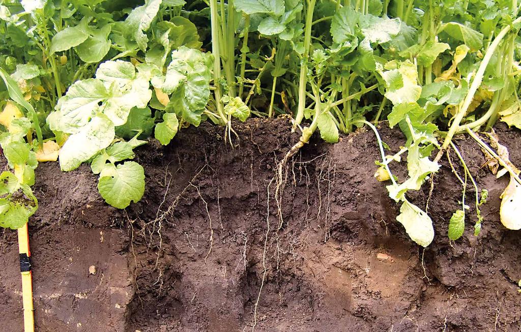 CONTRA Oil Radish Impressive multi resistant variety Long vegetative growth Deep/intensive roots Up to 90% BCN reduction Description Sowing Period Sowing Rate High performing multi resistant oil
