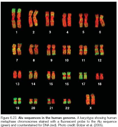 Other Applications of PCR PCR in human migration Short interspersed repetitive