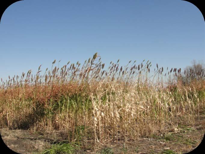 Objectives Determine the potential of forage sorghum as a second