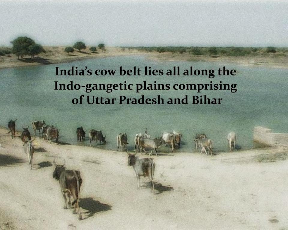 India has 283 million Cows & Buffaloes (18.