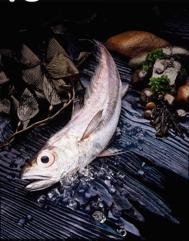 The MSC Specific aim: reverse the decline in global fish stocks through market pressure and reward good prac8ces Non- profit organisa8on independent since 1999 Developed the
