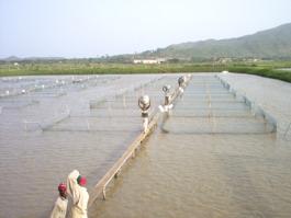 The Rise of Aquaculture The fastest growing sector of global food produc8on.