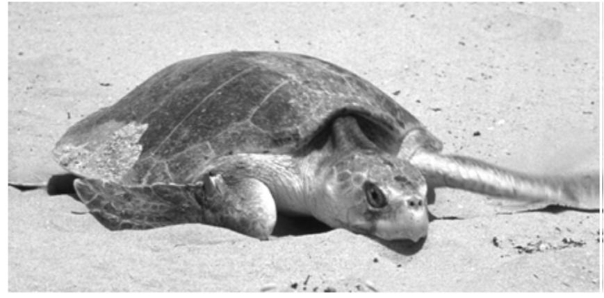 2. The photograph shows a sea turtle on a sandy beach. Some sea turtles are regarded as endangered species. (a) Suggest what is meant by the term endangered species.