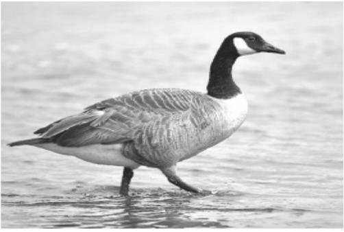 8. The photograph shows a bird called a goose. Two breeds of goose called Toulouse and Embden grow quickly. However, both breeds lay very few eggs.