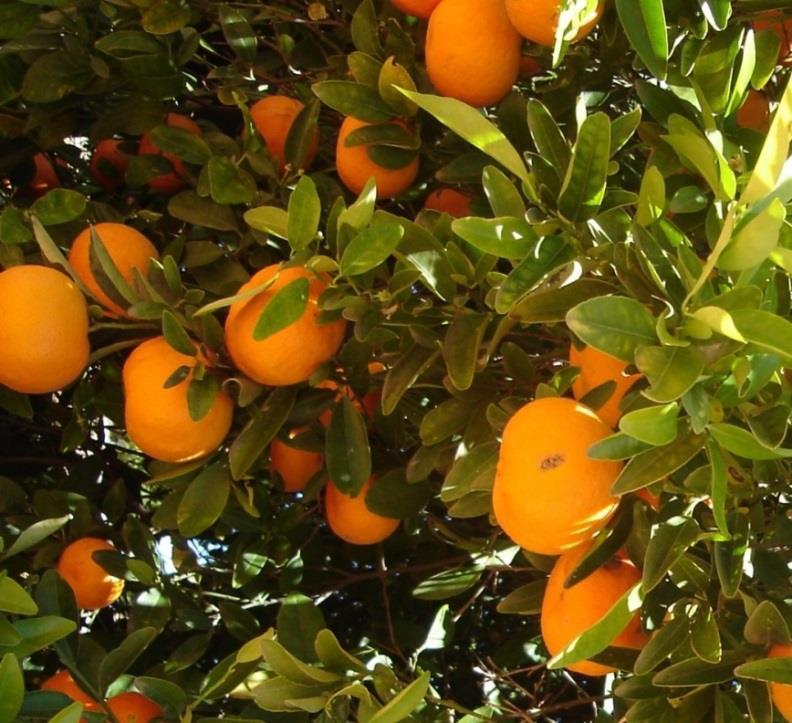 Polk County Citrus Industry Over 70,000 acres bearing groves Production of 24,596 boxes (2012-13) 6 processing plants 11