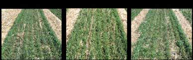 Effects of planting and termination date on cereal rye biomass (Penn State University, Rock Springs, PA; Aroostook cereal rye) 14000 Cereal