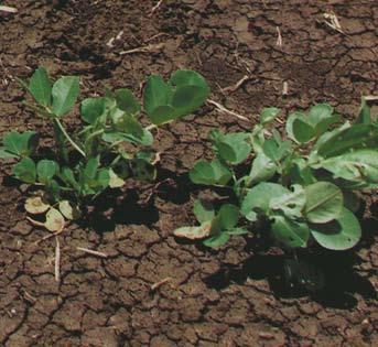 Heavy clay and poorly-drained soils may not be suitable because waterlogging at harvest makes it difficult to gently and cleanly extract the pods.