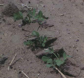 Iron deficiency is a problem on soils with a ph over 7.5. It is usually more of a problem on heavy soils, especially in wet conditions. Soil calcium is one of the most critical nutrients in peanuts.