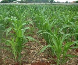 Declining water and nutrient quantity and quality is a Plate 4: Comparison of sorghum crop with zai (left) and no-zai pits (right) in Burkina Faso critical limiting factor in agricultural